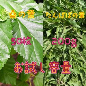 【お試しサイズ】無農薬 新鮮 たんぽぽの葉 桑の葉 小動物のおやつ