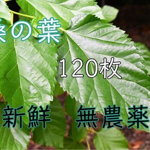 桑の葉 山桑 120枚 新鮮 無農薬 蚕 小動物 おやつ