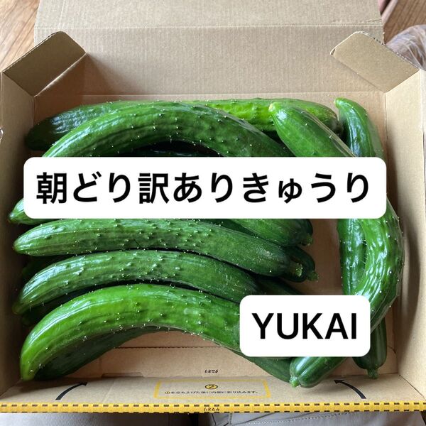 朝どりきゅうり 訳あり 約1..1キロ きゅうり農家直送
