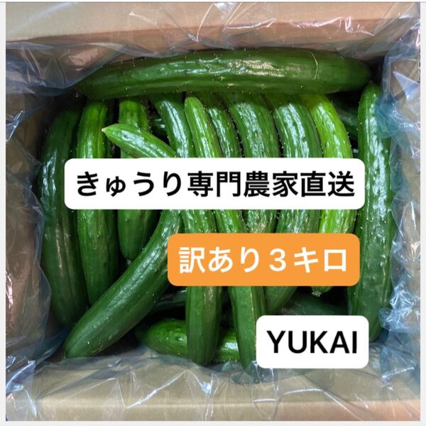 朝どり訳あり きゅうり 3キロ きゅうり農家直送