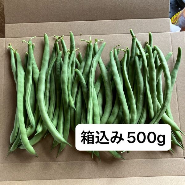 朝どり いんげん 箱込み500g ネコポス発送