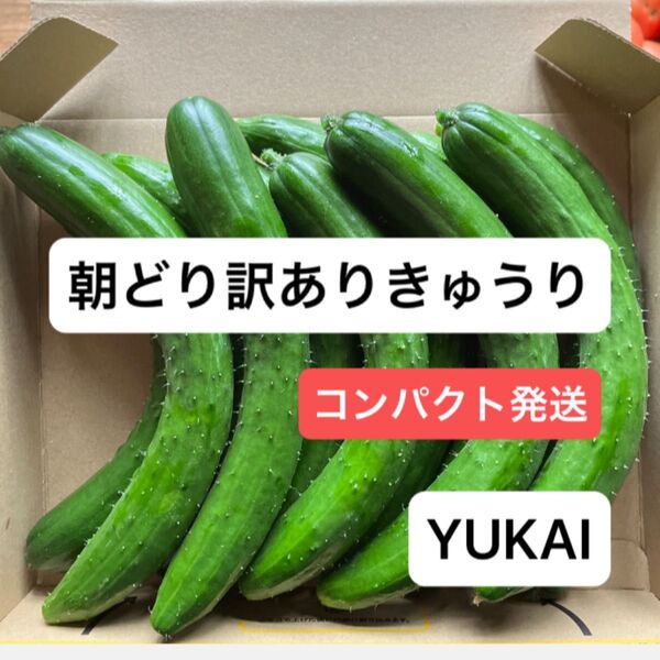 朝どりきゅうり訳あり 箱込み1.3㎏ & にんにく きゅうり農家直送