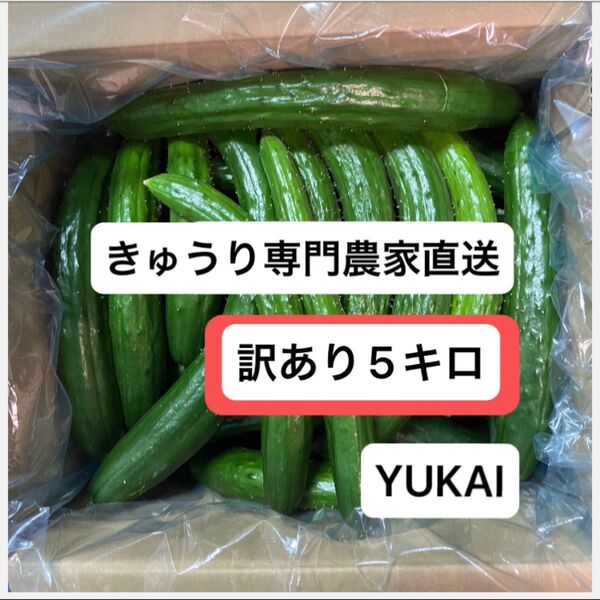 本日発送可能朝どり訳あり きゅうり 箱込み5キロ きゅうり農家直送
