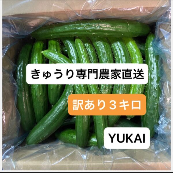 朝どり訳あり きゅうり 箱込み3キロ きゅうり農家直送
