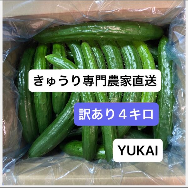 朝どり訳あり きゅうり 箱込み4キロ きゅうり農家直送