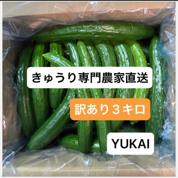 朝どり訳あり きゅうり 箱込み3キロ きゅうり農家直送