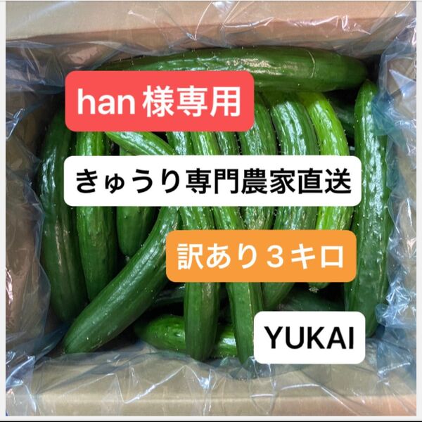 風擦れ多め 朝どり訳あり きゅうり 箱込み3キロ きゅうり農家直送