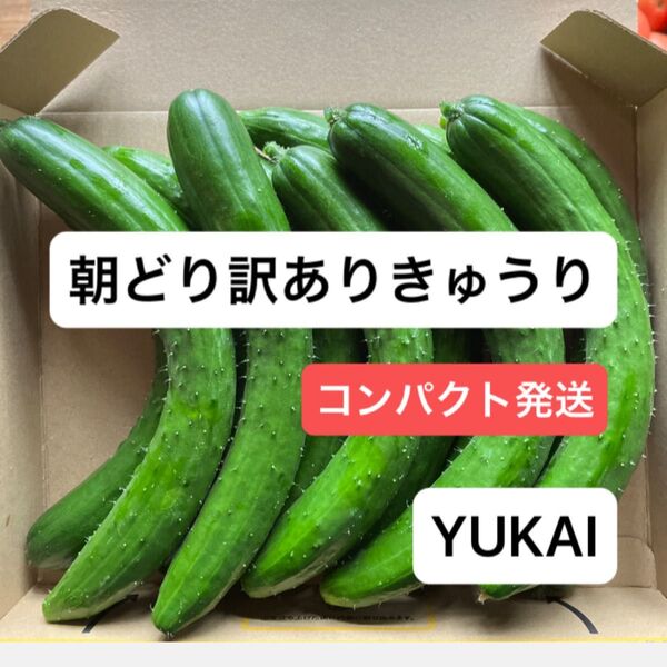 本日発送可能 朝どりきゅうり 訳あり 箱込み1.5㎏ きゅうり農家直送