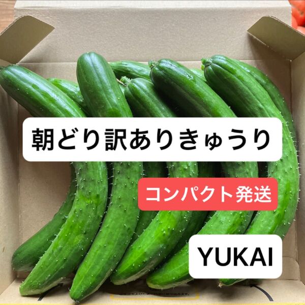 朝どりきゅうり訳あり 箱込み1.3㎏ ・にんにく1個 きゅうり農家直送