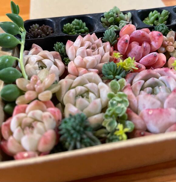 多肉植物 エケベリア 韓国 多肉植物詰め合わせセット 寄せ植えセット 多肉弁当 セダム エケベリア