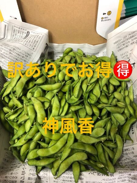 本日朝収穫!発送!茶豆風味の枝豆