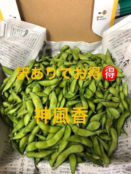明日朝収穫!発送!茶豆風味の枝豆