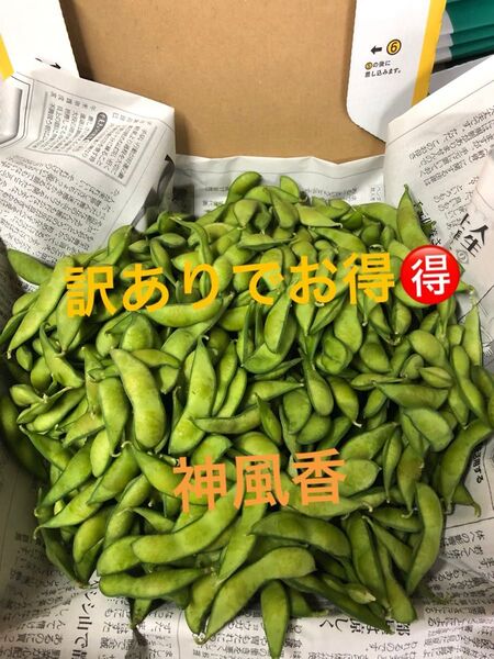 本日朝収穫!発送!茶豆風味の枝豆
