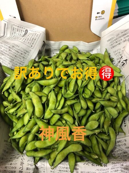 明日朝収穫!発送!茶豆風味の枝豆