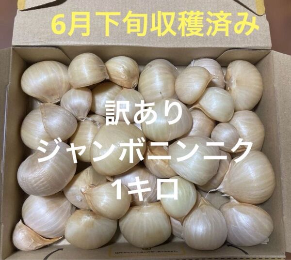 訳ありジャンボニンニク 1キロ