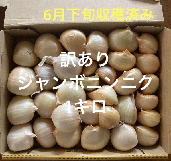訳ありジャンボニンニク 1キロ