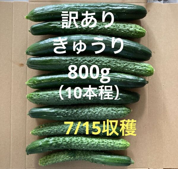 訳ありきゅうり 800g (約10本程)秋田県産
