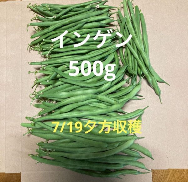 インゲン 500g 秋田県産 7/19夕方収穫