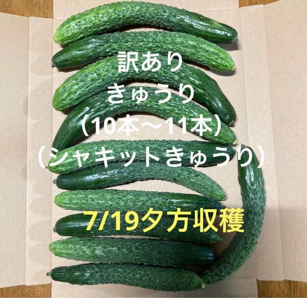訳ありきゅうり800g (約10本〜11本程)(シャキットきゅうり)秋田県産