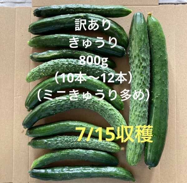 訳ありきゅうり800g (約10本〜12本程)秋田県産