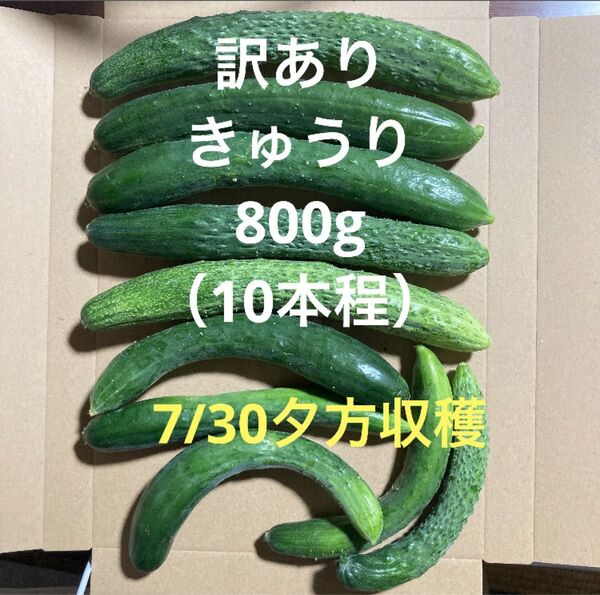 訳ありきゅうり 800g (10本程)秋田県産