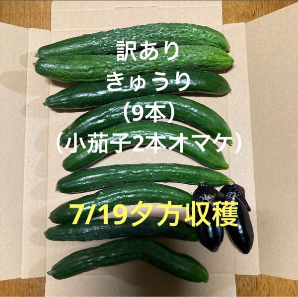 訳ありきゅうり 800g 小茄子オマケ 7/19夕方収穫