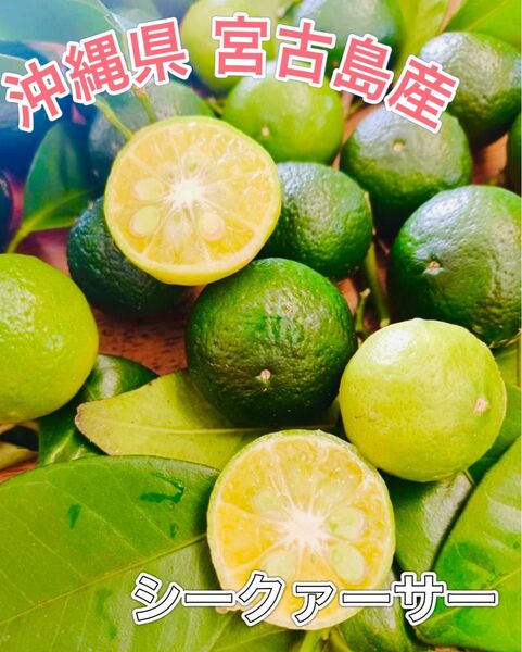【SALE】シークワーサー シークァーサー 沖縄県 宮古島産