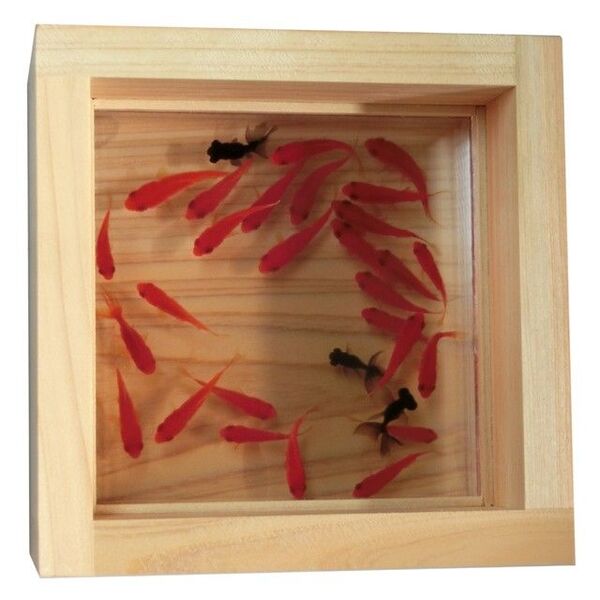 金魚 アートプレミアム 極 プレゼント 樹脂金魚 誕生日 置物 ミニチュア フィギュア 水槽