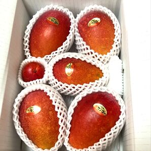 【沖縄県産/産地直送】マンゴー 完熟マンゴー 2,000g 大容量 沖縄 おまけのミニマンゴー付き