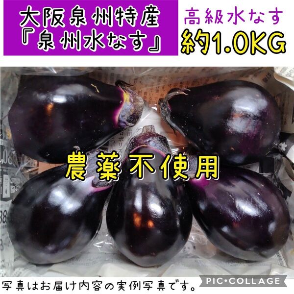 泉州水なす 大阪泉州産 農薬不使用 ゆうパケットプラス 高級水なす