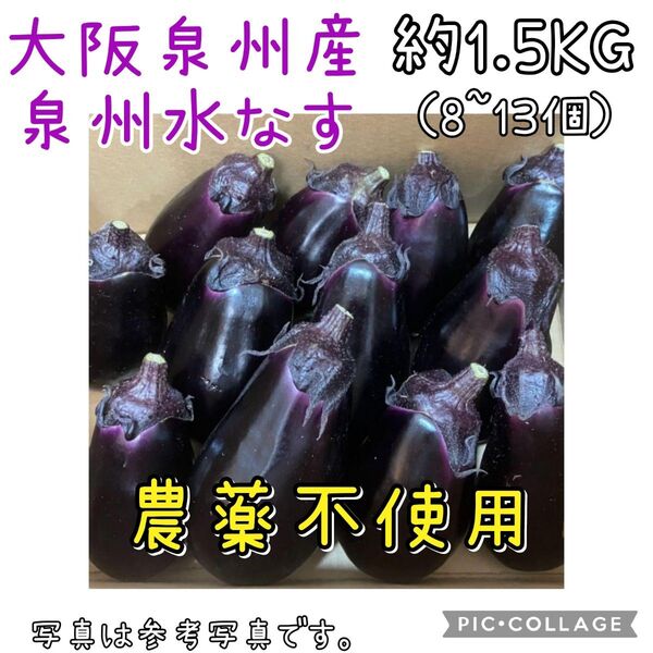 大阪泉州産 泉州水なす 農薬不使用 約1.5kg 水茄子