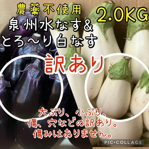 【訳あり】泉州水なす 白なす 大阪泉州産 農薬不使用 茄子 2kg