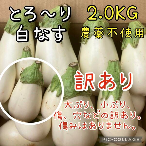 【訳あり】白なす 大阪泉州産 農薬不使用 茄子 2kg