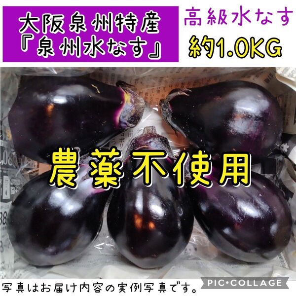 泉州水なす 大阪泉州産 農薬不使用 ゆうパケットプラス 高級水なす