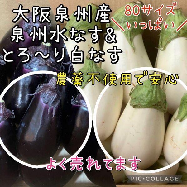 大阪泉州産 泉州水なす 白なす 農薬不使用 80サイズいっぱい 野菜セット