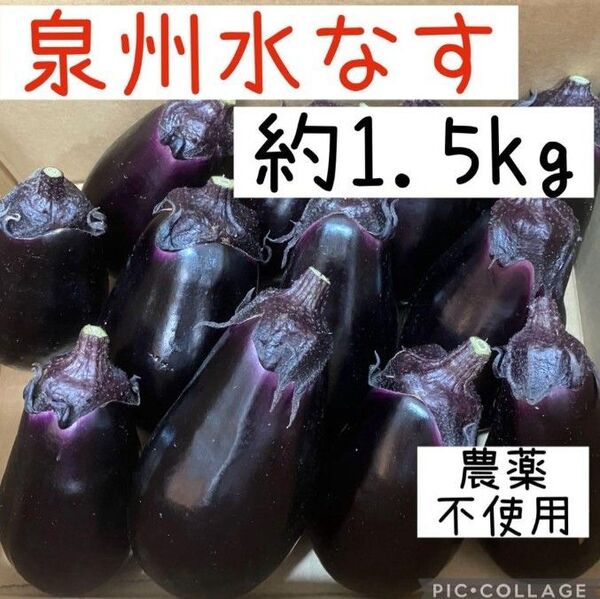 大阪泉州水なす 1.5kg 農薬不使用