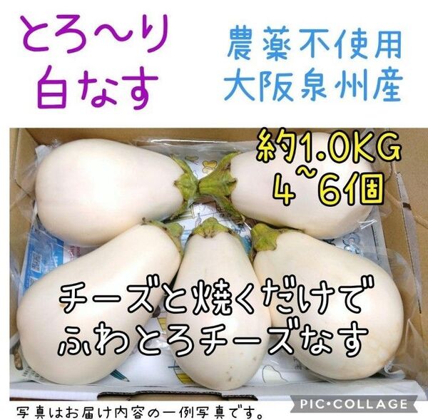 大阪泉州産 とろ~り白なす 農薬不使用 1kg ゆうパケットプラス