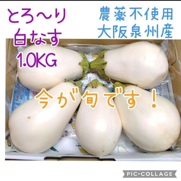 大阪泉州産 とろ~り白なす 農薬不使用 1kg