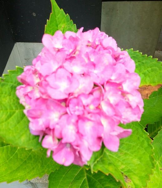 挿し穂2本ずつ 紫陽花 ピンクとブルー