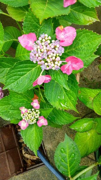 紫陽花 苗1株 剪定終わり 抜き苗