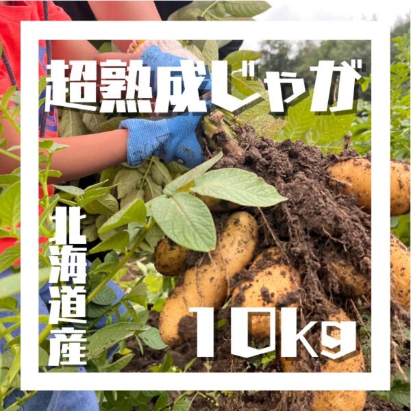 超熟成じゃがいも 10kg ※特別価格