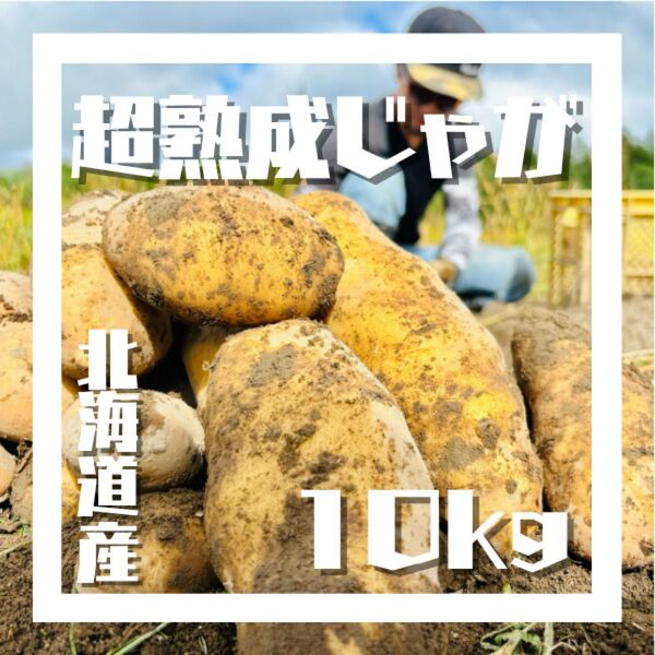 愛され40年 雪夏稚くんのじゃがいも 10kg ※特別価格