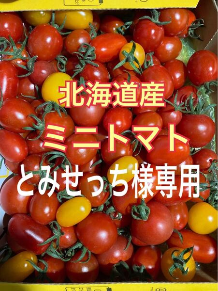北海道産 ミニトマト 3kg