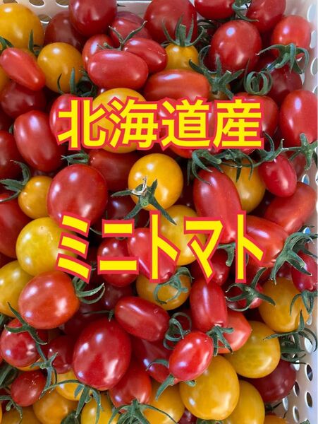 北海道産 ハウス栽培 ミニトマト1kg以上