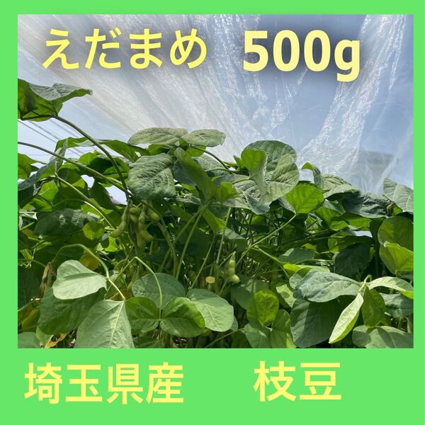 埼玉県産 枝豆 湯あがり娘 500g