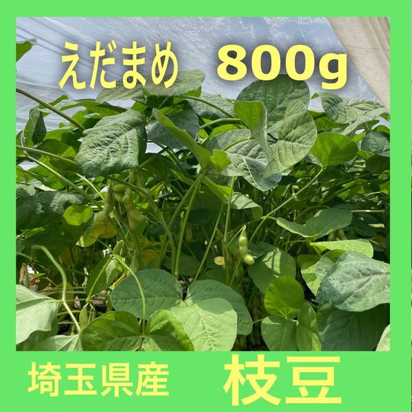 埼玉県産 枝豆 湯あがり娘 800g