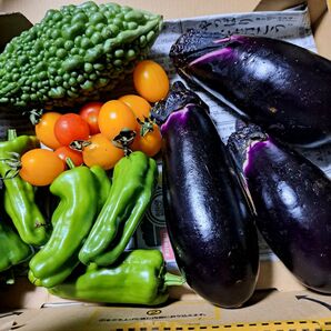 夏野菜詰め合わせ ゴーヤ、ミニトマト、ナス、ピーマン