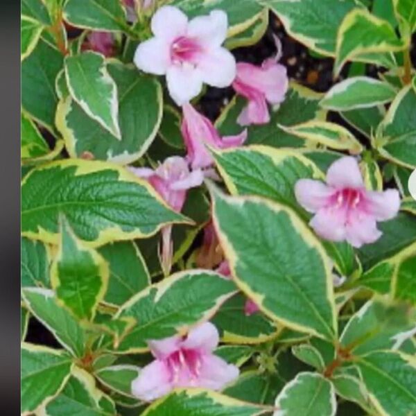 ウツギ 斑入り 挿木用 挿し穂 5本