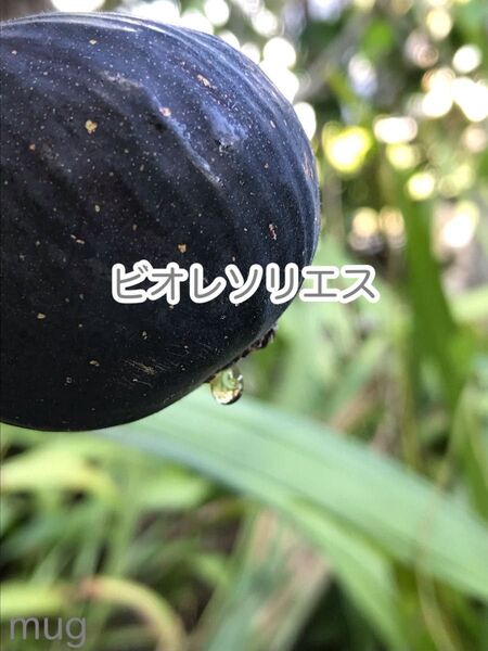 ◆◆ビオレソリエス(Viollette de Sollies) 結実確認済イチジク挿し木2年生苗 無農薬、有機肥料栽培0715