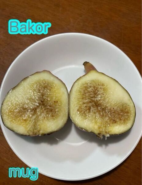 ◆◆バコール(Bakor) 結実確認済 イチジク挿し木苗 無農薬、有機肥料栽培 0711